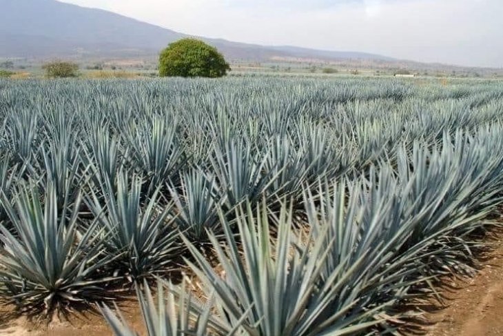 Kaktüsler ve Çocuklar