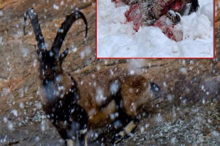 DAĞ KEÇİSİ KATLİAMLARI DEVAM EDİYOR